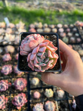 Load image into Gallery viewer, Echeveria Fly to the sky - April Farm/Rare Succulents