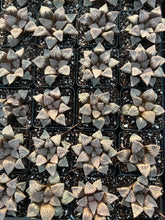Load image into Gallery viewer, Haworthia pygmaea "Silver Ocean" - April Farm/Rare Succulents