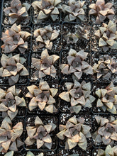 Load image into Gallery viewer, Haworthia mutica "White Widow" - April Farm/Rare Succulents