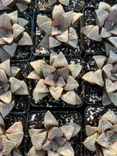 Load image into Gallery viewer, Haworthia mutica "White Widow" - April Farm/Rare Succulents