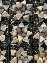 Load image into Gallery viewer, Haworthia pygmaea "Silver Ocean" - April Farm/Rare Succulents