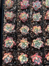 Load image into Gallery viewer, Echeveria colorata f. Tapalpa - April Farm/Rare Succulents