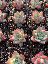 Load image into Gallery viewer, Echeveria colorata f. Tapalpa - April Farm/Rare Succulents