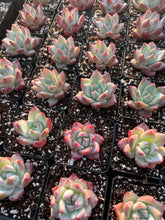 Load image into Gallery viewer, Echeveria colorata f. Tapalpa - April Farm/Rare Succulents