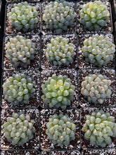 Load image into Gallery viewer, Haworthia obtusa cv. 'sky lantern' (stressed in dark color) - April Farm/Rare Succulents