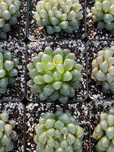 Load image into Gallery viewer, Haworthia obtusa cv. 'sky lantern' (stressed in dark color) - April Farm/Rare Succulents