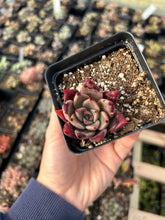 Load image into Gallery viewer, Rare Succulent - Echeveria Agavoides Spot Champagne