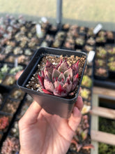 Load image into Gallery viewer, Rare Succulent - Echeveria Agavoides Spot Champagne