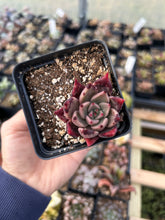 Load image into Gallery viewer, Rare Succulent - Echeveria Agavoides Spot Champagne