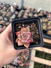 Load image into Gallery viewer, Rare Succulent - Echeveria Agavoides Spot Champagne