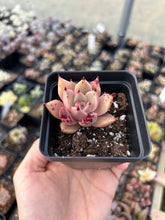 Load image into Gallery viewer, Rare Succulent - Echeveria Agavoides Spot Champagne