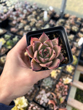 Load image into Gallery viewer, Rare Succulent - Echeveria Agavoides Spot Champagne