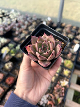 Load image into Gallery viewer, Rare Succulent - Echeveria Agavoides Spot Champagne
