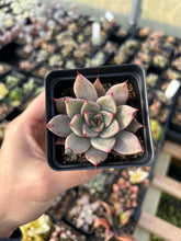 Load image into Gallery viewer, Rare Succulent - Echeveria Agavoides Spot Champagne