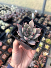 Load image into Gallery viewer, Rare Succulent - Echeveria Agavoides Spot Champagne