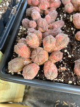 Load image into Gallery viewer, Euphorbia Pseudoglobosa hybrid - April Farm/Rare Succulents
