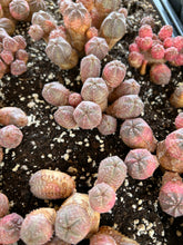 Load image into Gallery viewer, Euphorbia Pseudoglobosa hybrid - April Farm/Rare Succulents