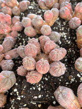 Load image into Gallery viewer, Euphorbia Pseudoglobosa hybrid - April Farm/Rare Succulents