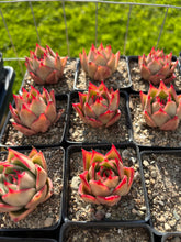 Load image into Gallery viewer, Echeveria Agavoides Jade Star - April Farm/Rare Succulents