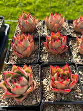 Load image into Gallery viewer, Echeveria Agavoides Jade Star - April Farm/Rare Succulents