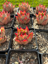 Load image into Gallery viewer, Echeveria Agavoides Jade Star - April Farm/Rare Succulents