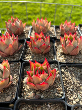 Load image into Gallery viewer, Echeveria Agavoides Jade Star - April Farm/Rare Succulents