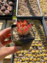 Load image into Gallery viewer, Echeveria Agavoides Jade Star - April Farm/Rare Succulents