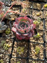 Load image into Gallery viewer, Echeveria Laulensis - April Farm/Rare Succulents