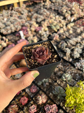 Load image into Gallery viewer, Echeveria Black Rose (mini succulent single head) - April Farm/Rare Succulents