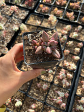 Load image into Gallery viewer, Adromischus Hemisphaericus Marian/chocolate - April Farm/Rare Succulents
