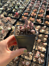 Load image into Gallery viewer, Adromischus Hemisphaericus Marian/chocolate - April Farm/Rare Succulents