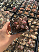 Load image into Gallery viewer, Adromischus Hemisphaericus Marian/chocolate - April Farm/Rare Succulents