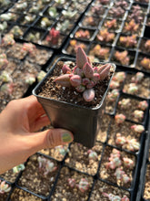 Load image into Gallery viewer, Adromischus Hemisphaericus Marian/chocolate - April Farm/Rare Succulents