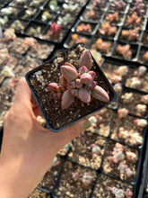 Load image into Gallery viewer, Adromischus Hemisphaericus Marian/chocolate - April Farm/Rare Succulents