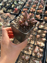 Load image into Gallery viewer, Adromischus Hemisphaericus Marian/chocolate - April Farm/Rare Succulents