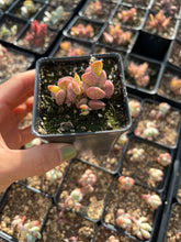 Load image into Gallery viewer, Adromischus Red Grape - April Farm/Rare Succulents