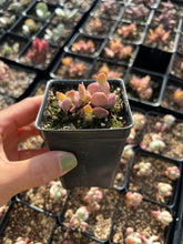 Load image into Gallery viewer, Adromischus Red Grape - April Farm/Rare Succulents