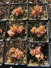 Load image into Gallery viewer, Adromischus Red Grape - April Farm/Rare Succulents