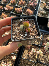 Load image into Gallery viewer, Adromischus Sudystacus - April Farm/Rare Succulents
