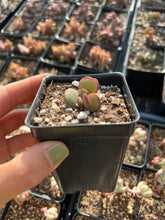 Load image into Gallery viewer, Adromischus Sudystacus - April Farm/Rare Succulents