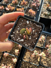 Load image into Gallery viewer, Adromischus Sudystacus - April Farm/Rare Succulents