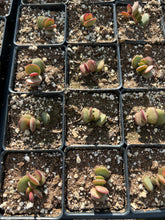 Load image into Gallery viewer, Adromischus Sudystacus - April Farm/Rare Succulents