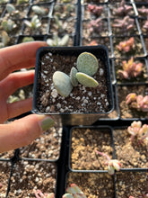 Load image into Gallery viewer, Adromischus Silver Egg - April Farm/Rare Succulents