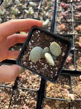 Load image into Gallery viewer, Adromischus Silver Egg - April Farm/Rare Succulents