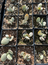Load image into Gallery viewer, Adromischus Silver Egg - April Farm/Rare Succulents