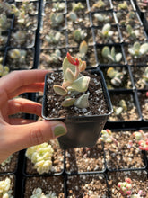 Load image into Gallery viewer, Adromischus Triflorus - April Farm/Rare Succulents