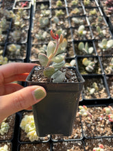 Load image into Gallery viewer, Adromischus Triflorus - April Farm/Rare Succulents
