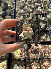 Load image into Gallery viewer, Adromischus Triflorus - April Farm/Rare Succulents