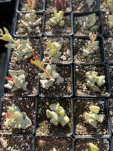 Load image into Gallery viewer, Adromischus Triflorus - April Farm/Rare Succulents
