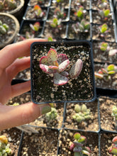 Load image into Gallery viewer, Adromischus marianae var. antidorcatum - April Farm/Rare Succulents